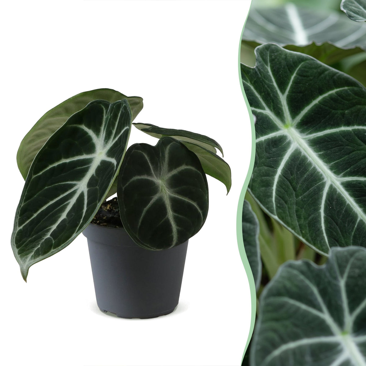 Alocasia Ninja - Ninja Elephant Ear - Black - Tropical - Ø6cm - ↕10cm