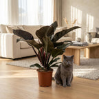 Green boutiQ - Plante d'intérieur - Philodendron - Philodendron Imperial Red - Rouge - Peu d'entretien - 1 Plante - Pot 19cm - Hauteur 60cm