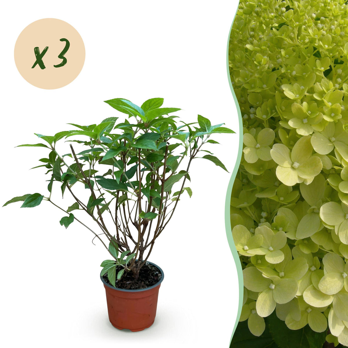Green boutiQ - Gartenpflanze - Hydrangea paniculata Limelight - Rispenhortensie - Winterhart - Limettengrün - 3 Pflanzen - Topf 12cm - Höhe 20-30cm