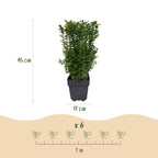 Green boutiQ - Plantes de haie - Buxus sempervirens - feuillage vert - 6 plantes - 1 mètre linéaire - persistant - pot 17 cm hauteur 45 cm