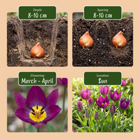 200x Tulipa Persian Pearl - Tulipa Persian Pearl - Paars - Voorjaarsbloeier - Bolmaat 6/7