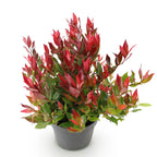 Green boutiQ - Plante de jardin - Leucothoe Little Flame - Rouge - 1 Plante - Persistant - Peu d'entretien - Pot 17cm Hauteur 40cm