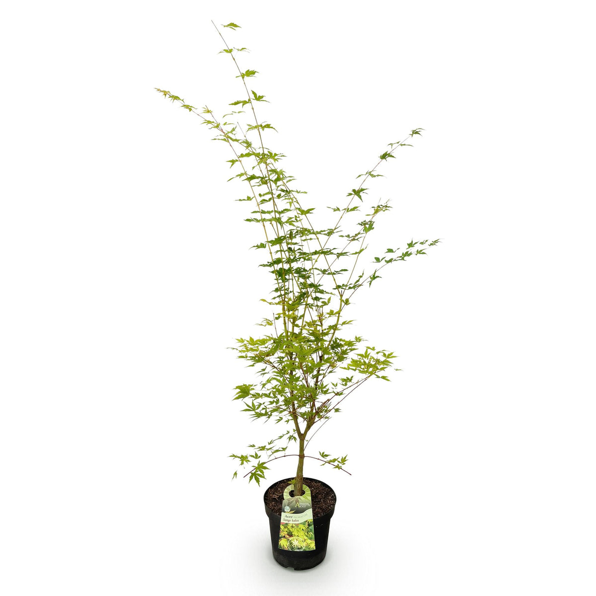 Green boutiQ - Plante de jardin - Acer palmatum Sangokaku - Érable du Japon - Caduc - Vert - 1 - Pot 26cm - Hauteur 90cm