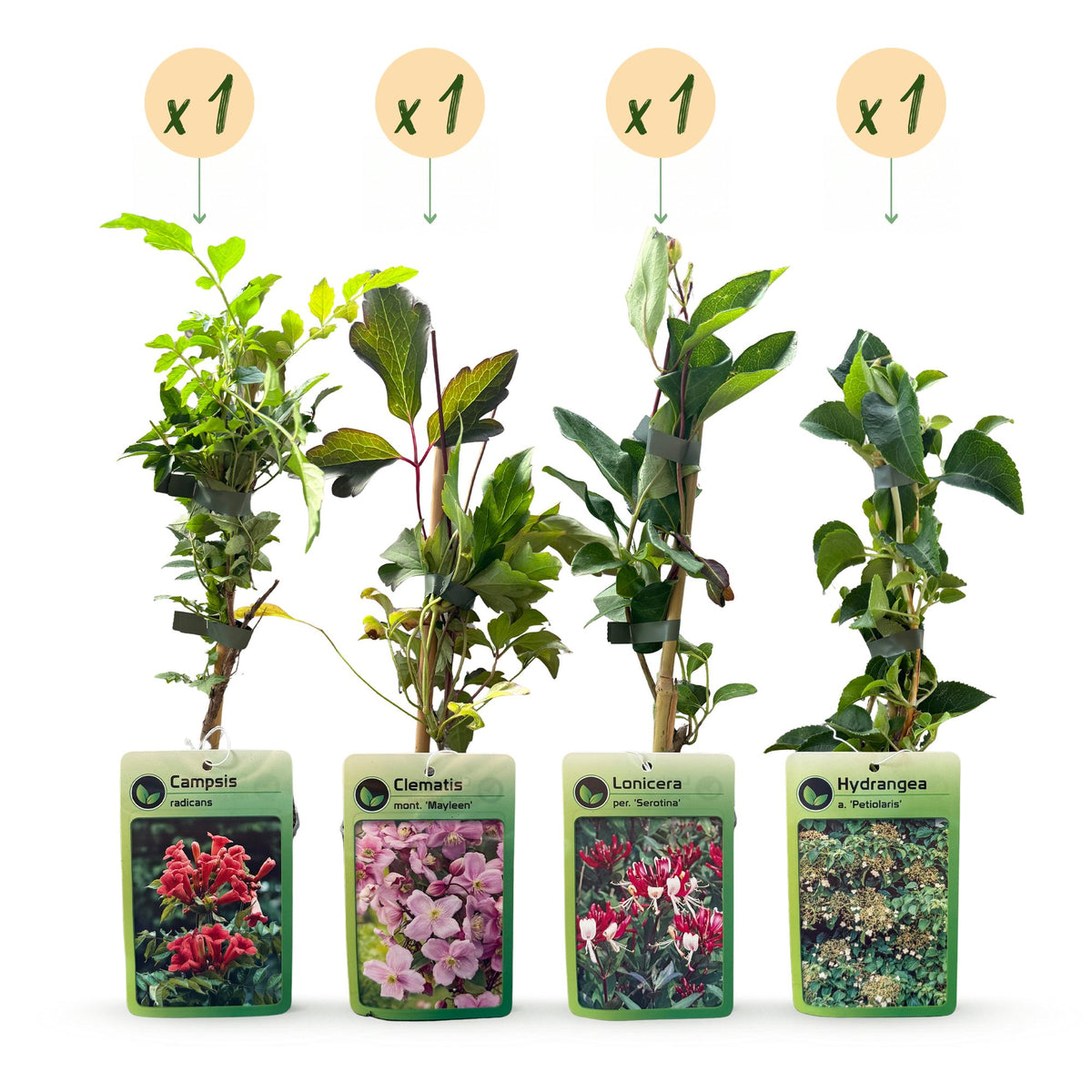4x Klimplanten Rainbow Courfull - Rainbow Colorful Climbing Plants - Light Pink - White - Purple - Climber - Ø9cm - ↕35cm