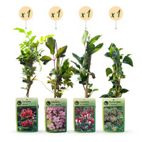 4x Klimplanten Rainbow Courfull - Rainbow Colorful Climbing Plants - Light Pink - White - Purple - Climber - Ø9cm - ↕35cm