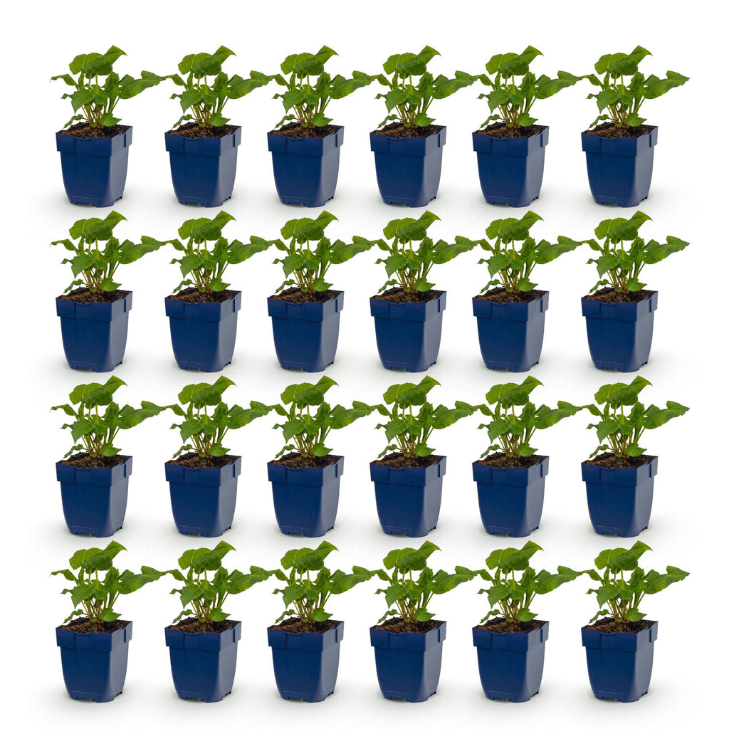Green boutiQ - Stauden - Persicaria Tricolor - Knöterich - Schatten - Rot - Rosa - Weiß - 24 Pflanzen - 11 cm Topf - Höhe 15-25 cm