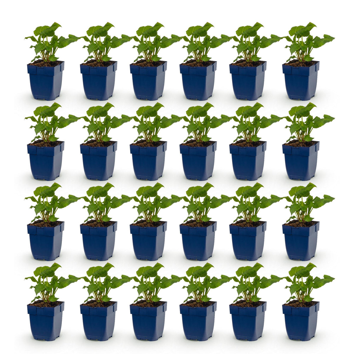 Green boutiQ - Vasteplant - Persicaria Tricolour - Duizendknoop - Schaduw - Rood - Roze - Wit - 24 Planten - Pot 11cm - Hoogte 15-25cm