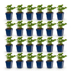 Green boutiQ - Stauden - Persicaria Tricolor - Knöterich - Schatten - Rot - Rosa - Weiß - 24 Pflanzen - 11 cm Topf - Höhe 15-25 cm