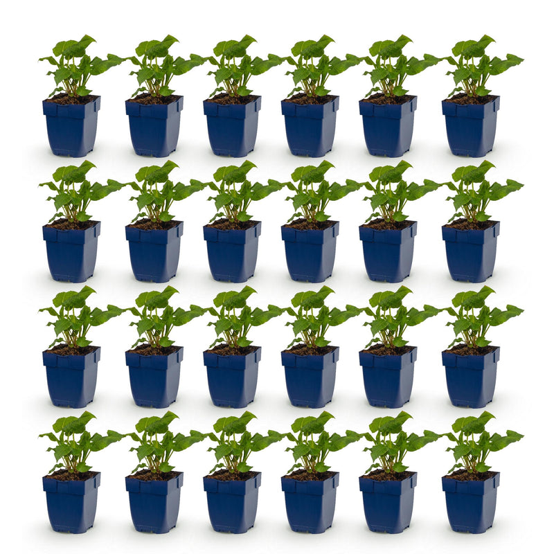Green boutiQ - Vasteplant - Persicaria Tricolour - Duizendknoop - Schaduw - Rood - Roze - Wit - 24 Planten - Pot 11cm - Hoogte 15-25cm