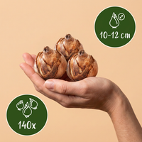 140x Bulb Sunny Garden - Zonnige tuinbol - Diversen - Zomerbloeier - Bolmaat 10/12