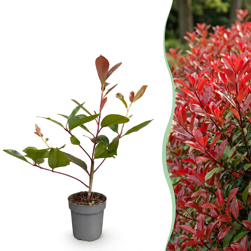 Green boutiQ - 24x Photinia fraseri Red Robin - Glansmispel - Haagplanten - Groenblijvend - Rood - Pot 9cm - Hoogte 25-35cm