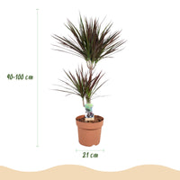 Green BoutiQ - Green is... Kamerplanten - Dracaena Magenta - Drakenbloedboom - Weinig onderhoud - Groen - 1 Plant - Pot 21cm - Hoogte 90-100cm