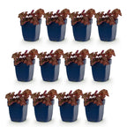 Green boutiQ - Stauden - Heuchera micr. Palace Purple - Purpurglöckchen - Schatten - Lila - 12 Pflanzen - Topf 11cm - Höhe 15-25cm