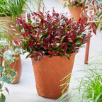 Green boutiQ - Gartenpflanze - Leucothoe Little Flame - Rot - 2 Pflanzen - Immergrün - Pflegeleicht - Topf 17cm Höhe 40cm
