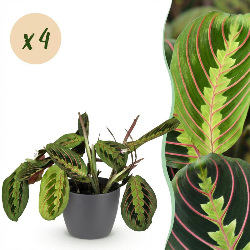 Green boutiQ - Kamerplant - Maranta Fascinator Tricolour - Gebedsplant - Huisdiervriendelijke Plant - Groen - 4 Planten - met Potter Grijs - Pot 12cm - Hoogte 25cm