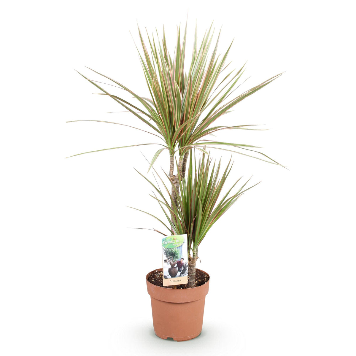 Green BoutiQ - Green is... Plantes d'intérieur - Dracaena Marginata Bicolor - Dragonnier - Peu d'entretien - Vert - 1 plante - Pot 17cm - Hauteur 70-75cm