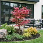 Green boutiQ - Plante de jardin - Acer palmatum Phoenix - Érable du Japon - Caduc - Vert - Rouge - 1 - Pot 26cm - Hauteur 90cm