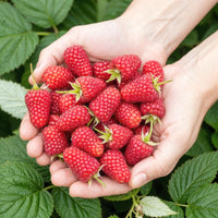 Green boutiQ - Fruitplanten - Framboos - Rubus idaeus Heritage - Winterhard - 6 Planten - Pot 9 cm - Rode Framboos