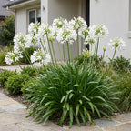 Green boutiQ - Stauden - Agapanthus africanus Albus - Afrikanische Schmucklilie - Bienen- und Schmetterlingsmagnet - Weiß - 1 Pflanze - Topf 11cm - Höhe 15-25cm