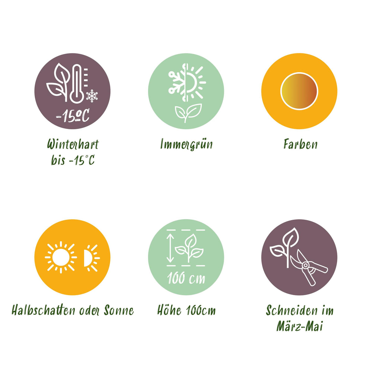 Green boutiQ - Plante de jardin - Leucothoe Curly Gold - Jaune - 2 Plantes - Persistante - Peu d'entretien - Pot 17cm Hauteur 40cm