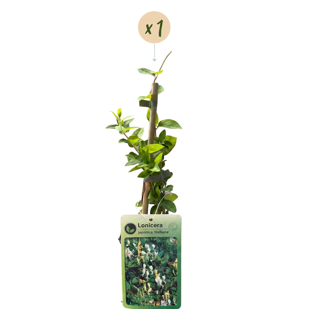 Lonicera jap. 'Halliana' - Chèvrefeuille de Hall - Blanc - Jaune - Grimpante - Ø9cm - ↕35cm