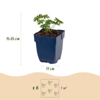 Green boutiQ - Vasteplant - Geranium sang. Album - Ooievaarsbek - Bodembedekkend - Wit - 12 Planten - Pot 11cm - Hoogte 15-25cm