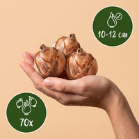 70x Bulb Sunny Garden - Zonnige tuinbol - Diversen - Zomerbloeier - Bolmaat 10/12