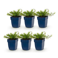 Green boutiQ - Vasteplant - Phlox Benita - Vlambloem - Bodembedekkend - Blauw - 6 Planten - Pot 11cm - Hoogte 15-25cm