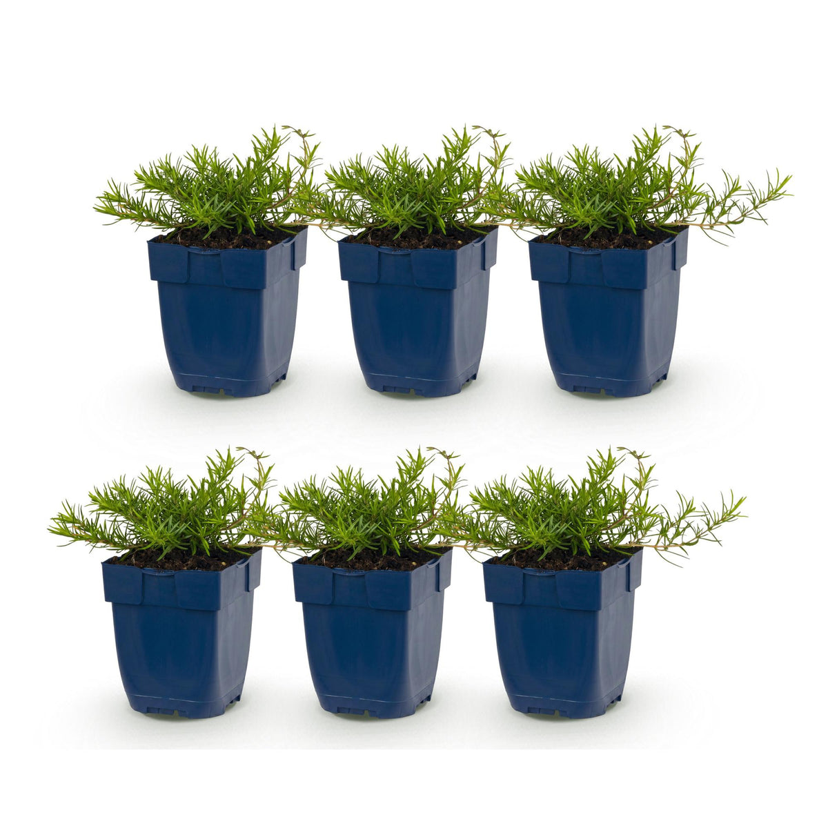 Green boutiQ - Stauden - Phlox Benita - Flammenblume - Bodendeckend - Blau - 6 Pflanzen - Topf 11cm - Höhe 15-25cm