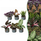 6x Baby Plants Surprise Box - Baby Plants Surprise Box - Various colours - Tropical - incl. Linnea Misty Blue - Ø6cm - ↕5-15cm