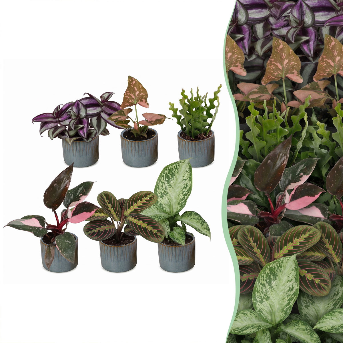 6x Baby Plants Surprise Box - Baby Plants Surprise Box - Various colours - Tropical - incl. Linnea Misty Blue - Ø6cm - ↕5-15cm