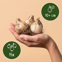 Green boutiQ - Bloembollen - Allium Miami - Kleur Paars - 15 stuks - Bolmaat 10/11 - XXL Pack - foto 3