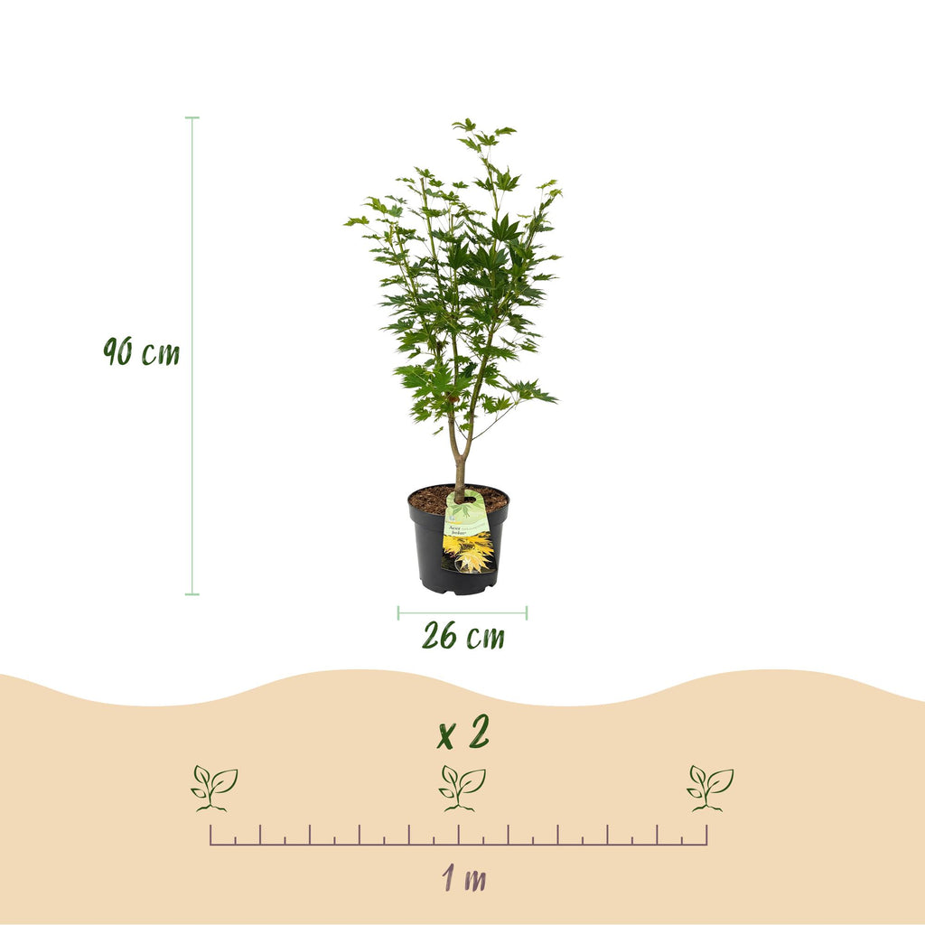 Green boutiQ - Plante de jardin - Acer palmatum Jordan - Érable du Japon - Caduc - Jaune - 1 - Pot 26cm - Hauteur 90cm