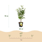 Green boutiQ - Plante de jardin - Acer palmatum Jordan - Érable du Japon - Caduc - Jaune - 1 - Pot 26cm - Hauteur 90cm