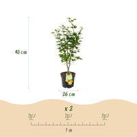 Green boutiQ - Tuinplant - Acer palmatum Jordan - Japanse Esdoorn - Bladverliezend - Geel - 1 - Pot 26cm - Hoogte 90cm