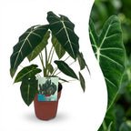 Green boutiQ - Zimmerpflanze - Elefantenohr - Alocasia Frydek - Grün - Pflegeleicht - 1 Pflanze - Topf 19 cm - Höhe 60 cm
