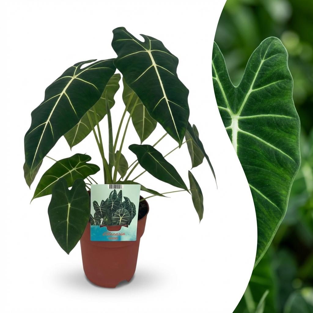 Green boutiQ - Plante d'intérieur - Oreille d'éléphant - Alocasia Frydek - Vert - Peu d'entretien - 1 plante - Pot 19cm - Hauteur 60cm