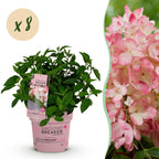 Green boutiQ - Tuinplant - Hydrangea panniculata Groundbreaker Blush - Pluimhortensia - Winterhard - Roze - 8 Planten - Pot 14cm -Hoogte 20-25cm