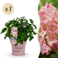 Green boutiQ - Tuinplant - Hydrangea panniculata Groundbreaker Blush - Pluimhortensia - Winterhard - Roze - 8 Planten - Pot 14cm -Hoogte 20-25cm