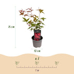 Green boutiQ - Gartenpflanze - Acer palmatum Beni-maiko - Rot - 1 Pflanze - Laubabwerfend - Pflegeleicht - Topf 12cm Höhe 35cm