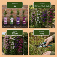 12x Clematis Rainbow - Bosrank - Paars - Rood - Roze - Wit - Klimplant - Ø9cm - ↕35cm