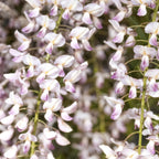 Green boutiQ - Glycine - Wisteria floribunda Rosea - Fleurs roses - 1 plante - Pot 11cm Hauteur 40cm