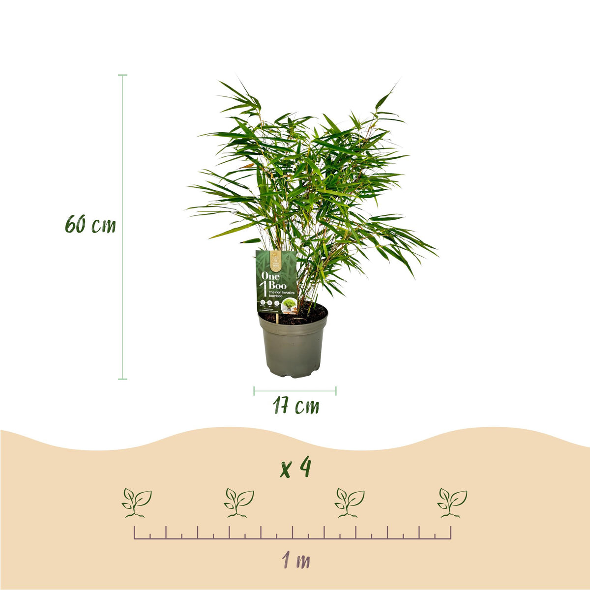 Green boutiQ - Bambou - Fargesia rufa - Vert - 2 plantes - Persistant - Non traçant - Pot 17 cm Hauteur 60 cm