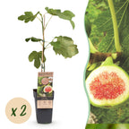Green boutiQ - Plante fruitière - Ficus carica Brown Turkey - Figuier - Rustique - Vert - Fruit violet - 2 plantes - Pot 15cm - Hauteur 50cm