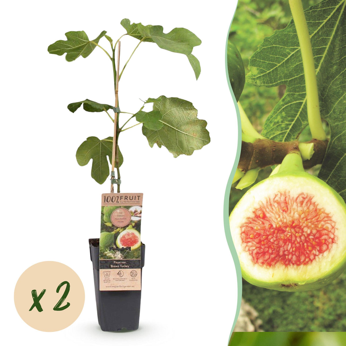 Green boutiQ - Plante fruitière - Ficus carica Brown Turkey - Figuier - Rustique - Vert - Fruit violet - 2 plantes - Pot 15cm - Hauteur 50cm
