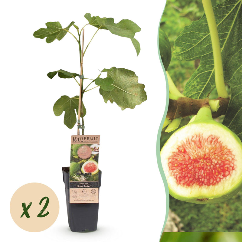 Green boutiQ - Fruitplant - Ficus carica Brown Turkey - Vijgenboom - Winterhard - Groen - Paarse Vrucht - 2 Planten - Pot 15cm - Hoogte 50cm