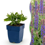 Green boutiQ - Stauden - Salvia nem. Sense Deep Blue - Salbei - Bienen- und Schmetterlingsmagnet - Lila - 12 Pflanzen - Topf 11 cm - Höhe 15-25 cm