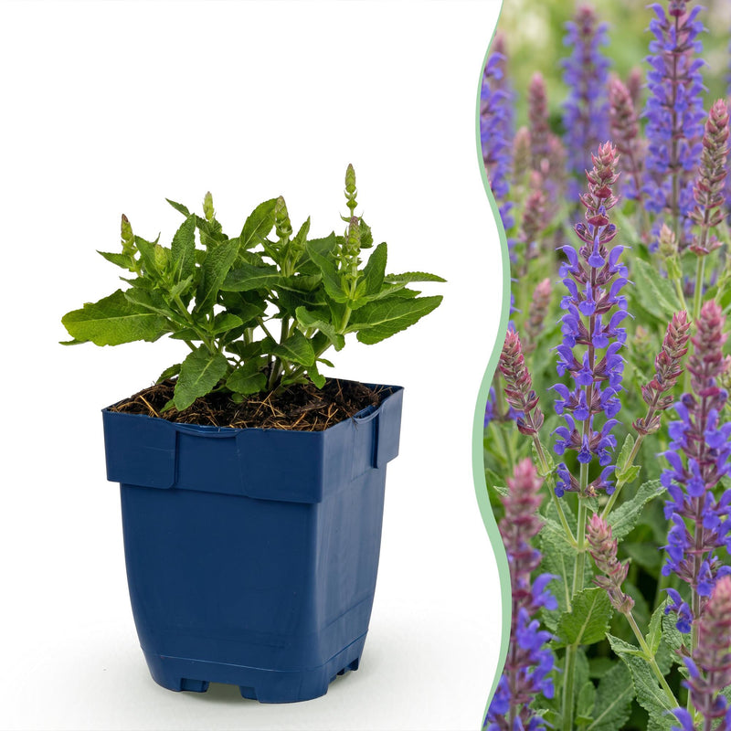 Green boutiQ - Vasteplant - Salvia nem. Sense Deepl Blue - Salie - Bijen en Vlinderlokkers - Paars - 12 Planten - Pot 11cm - Hoogte 15-25cm