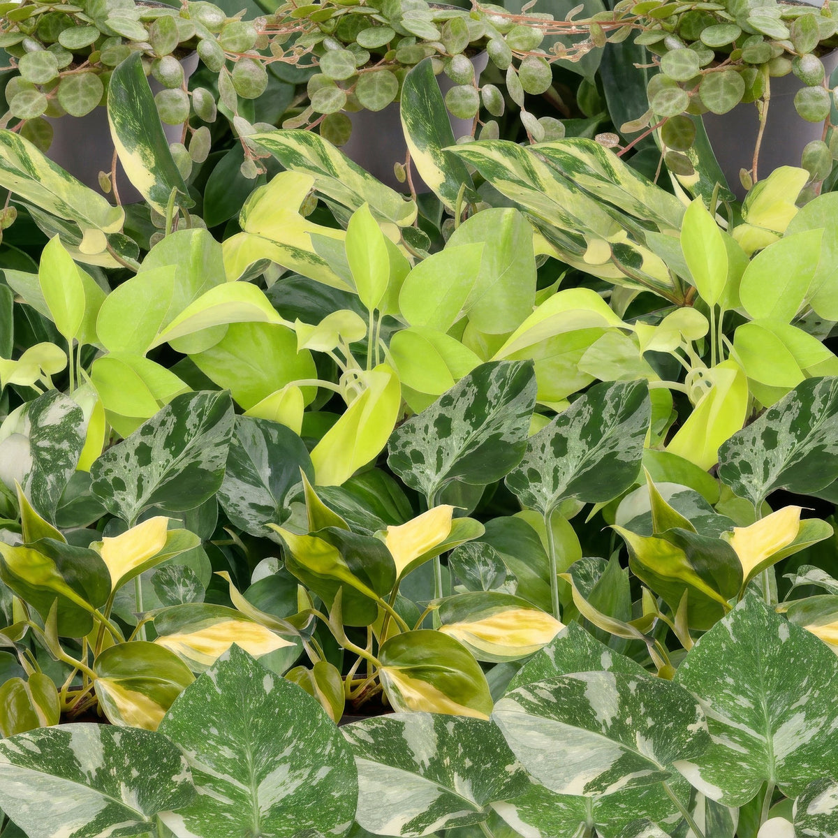 6x Baby Tropical Mix - Various colours - Tropical - incl. Linnea Honey - Ø6cm - ↕10-15cm