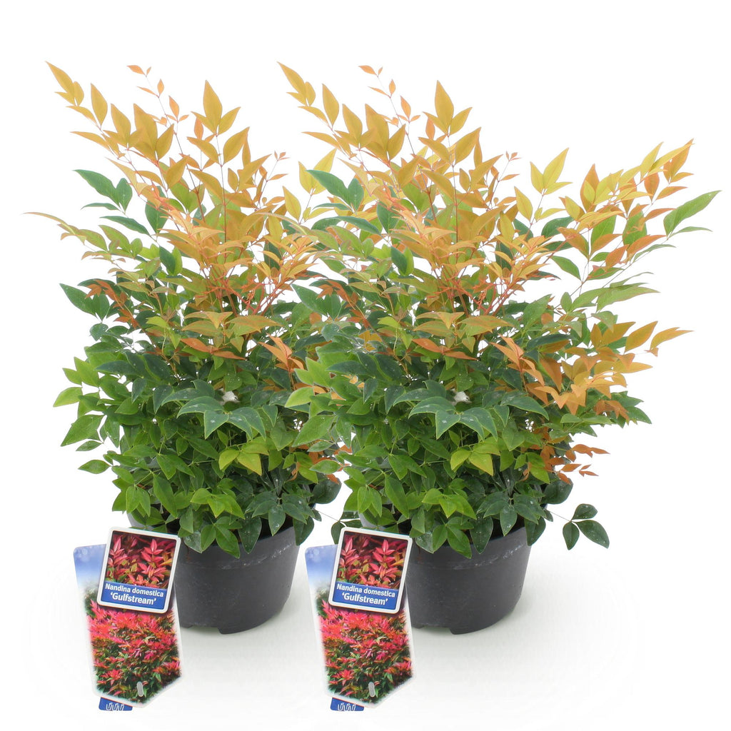 Green boutiQ - Plante de jardin - Nandina Gulfstream - Orange - 2 plantes - Persistant - Peu d'entretien - Pot 17cm Hauteur 45cm